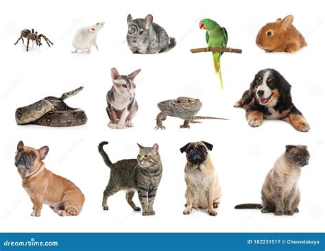 Set Of Different Pets On Background Stock Image Image Of Design