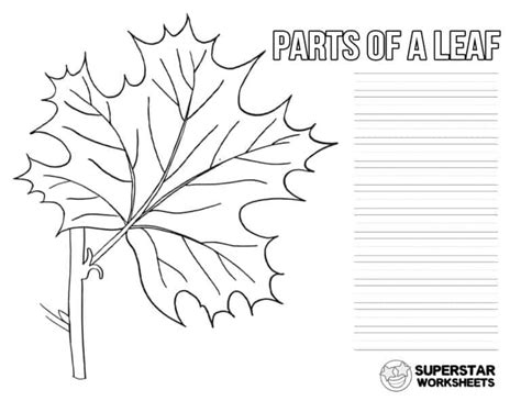 Parts Of A Leaf Worksheet Superstar Worksheets