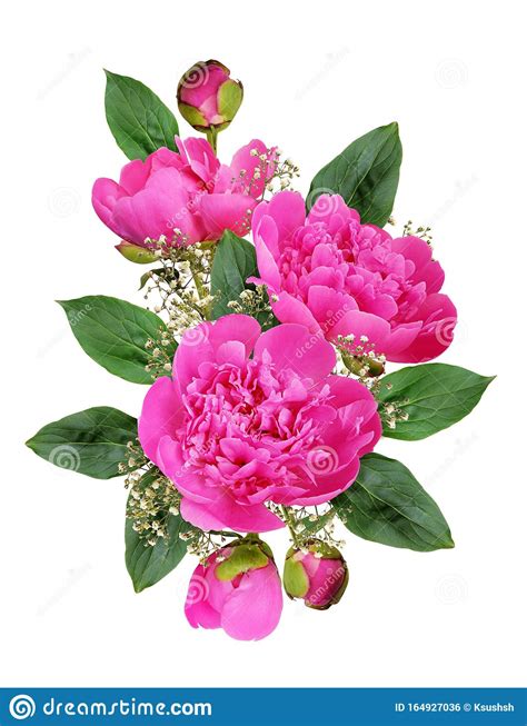 Pink Peony Flowers And Buds In A Floral Arrangement Stock Photo Image