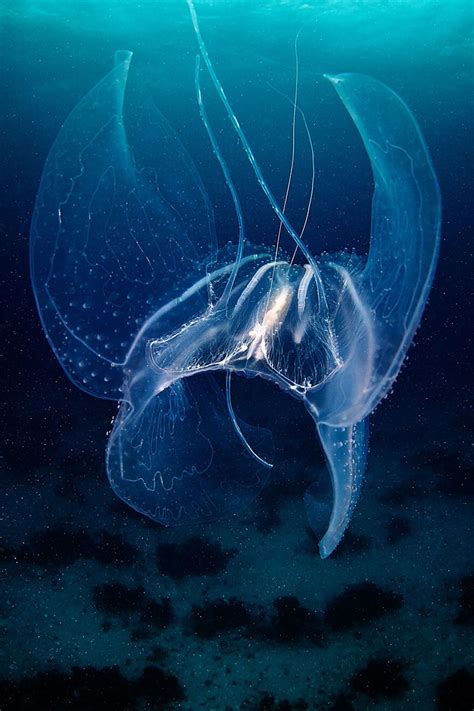 Jellyfish Magic Creatures Deep Sea Creatures Beautiful Sea Creatures