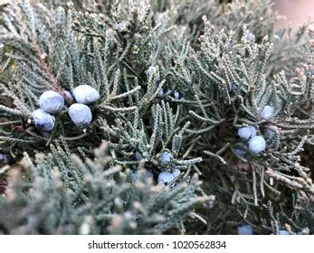 Eastern Red Cedar Tree Seeds Juniperus Stock Photo Edit Now 1020562828