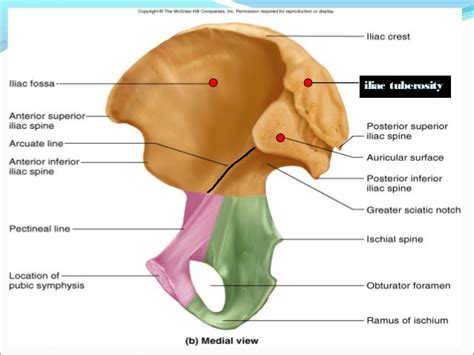 Sacroiliac Joint Surface Anatomy Human Anatomy