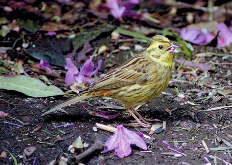 Yellowhammer Emberiza Citrinella Songbird Factfile