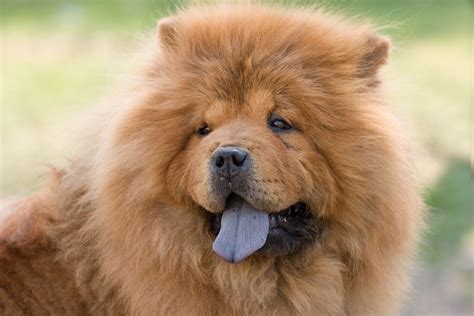 4 Dog Breeds With Blue Tongues