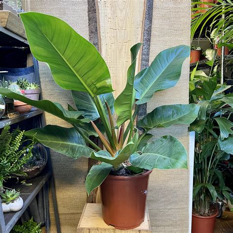 Philodendron Imperial Green