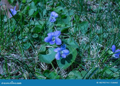 Close Up Abstract View Of Common Blue Violets Growing In A Grass Lawn