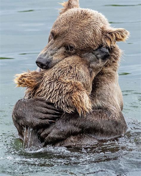 Bear Hug 🐻 ️ Katmai National Park Alaska Photo By Glenalsworthjr