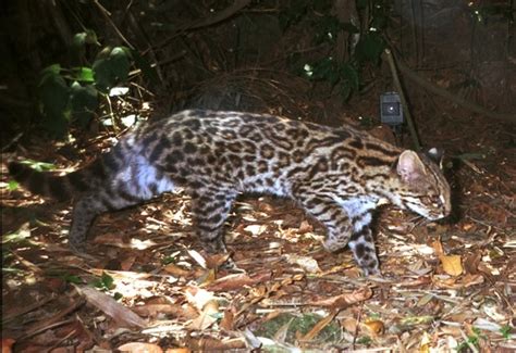 New Species Of Tigrina Wild Cat Discovered In Brazil Photos