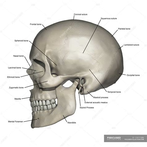 Lateral View Of Human Skull Anatomy With Annotations Healthcare Skeletal System Stock Photo