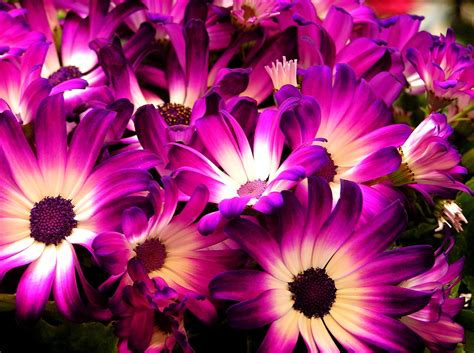 Photo Of Purple And White Petaled Flowers Daisies Hd Wallpaper