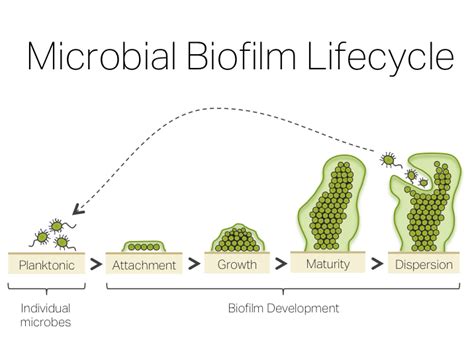 Biofilm Treatment Protocol Natural Biofilm Disruptors That Work