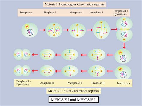 Meiosis I Is A Reduction Division Meiosis Ii Is Equational Division