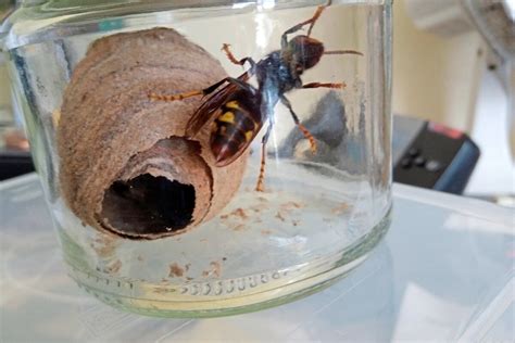 First Asian Hornet ‘early’ Nest Discovered Last Week Guernsey Press