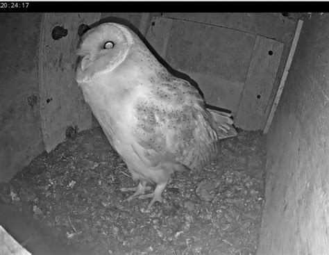 Blue House Farm Barn Owls From March 2023 Onwards C Essex Wildlife