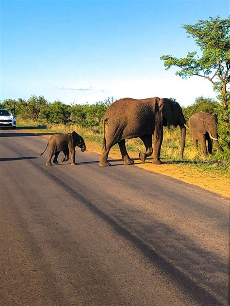 Complete Guide To Safari In Kruger National Park South Africa Stoked