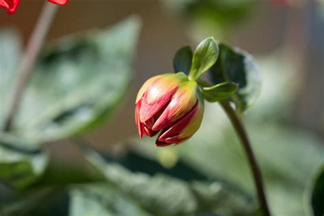 Yellow Flower Bud During Day Time · Free Stock Photo
