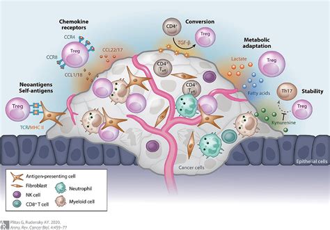 Regulating Regulatory T Cells To Fight Cancer Dartmouth Undergraduate