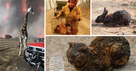 Heartbreaking Images Show Injured Animals Rescued From California Wildfires