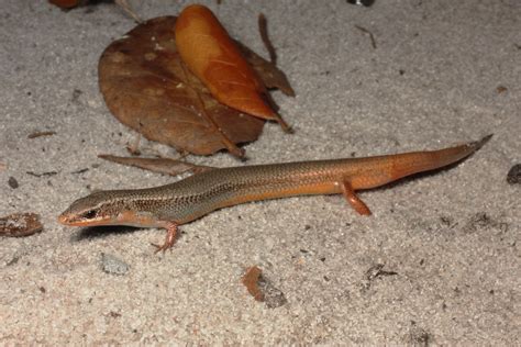 Blue Tail Mole Skink Plestiodon Egregius Lividus Regenera Flickr