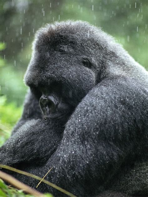 Gorilla Pictures Animal Wallpapers National Geographic