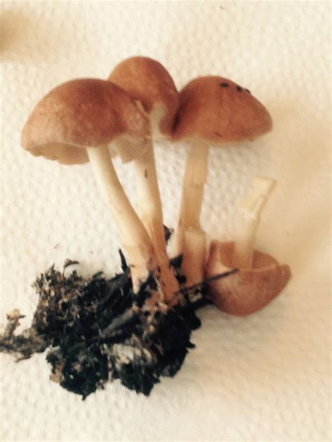 Help On Iding South East Texas Mushrooms Mushroom Hunting And