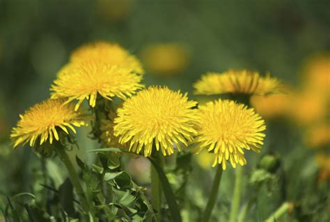 Check spelling or type a new query. Flowers That Look Like Dandelions | eHow