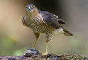 Sparrowhawk | BTO - British Trust for Ornithology