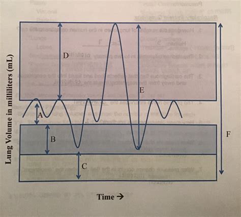 Lung Volume Chart Diagram Quizlet