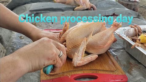 Chicken Processing Day YouTube