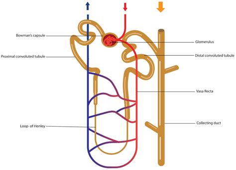 Structure Of Nephron Easy Diagram