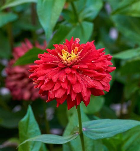 Blooming Red Flower Zinnia In The Garden Stock Photo Image Of Petal