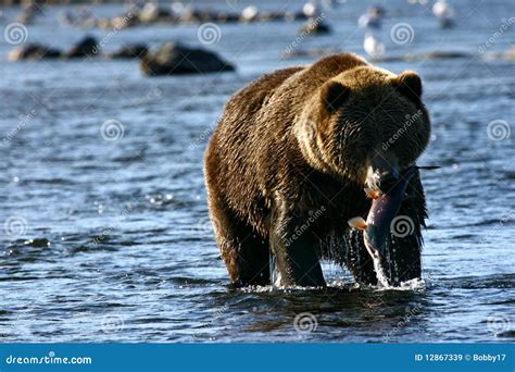 Brown Bear On Kodiak Island Stock Image Image Of Fang Natural 12867339