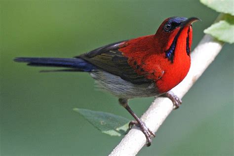 Red Birds Pictures Of 12 Red Birds From Around The World