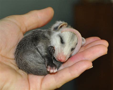 Just Another Baby Opossum Photo Aww