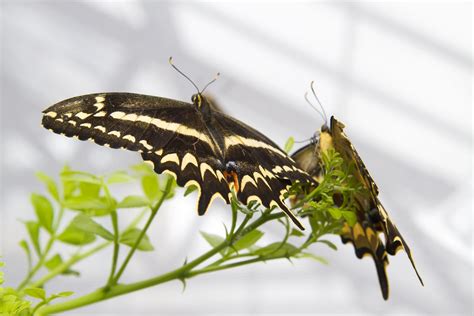 Schaus Swallowtail Butterfly Photo University Of Florida Flickr