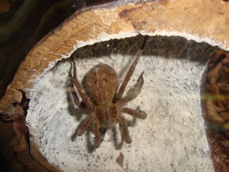 Brazilian Wandering Spider Project Noah