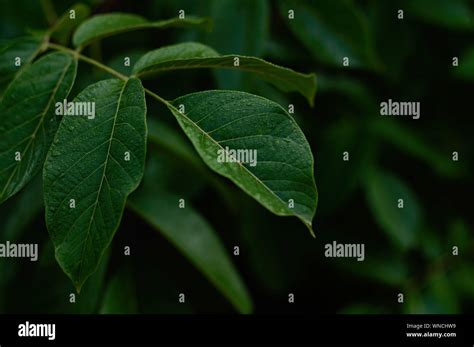 Dark Green Foliage Of A Healthy Plant With Leaves Glistening From