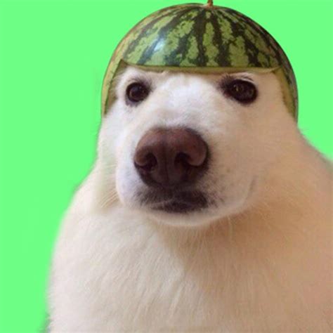 Steam Workshopwatermelon Helmet Dog