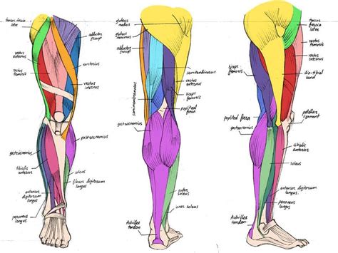 Leg Muscles Anatomy Leg Anatomy Muscle Anatomy Anatomy Poses