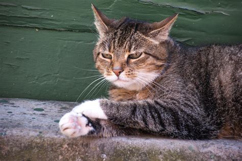 Von züchtern wird der begriff hauskatze für katzen mit einer breiten vielfalt von wuchstypen und fellfarben verwendet. Wildkatze und Hauskatze - Wildes Wissen