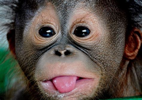 Borneo Orangutan Photo By Wiwik Astutik National Geographic Your