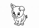 Pig Coloring Baby Cartoon Cute Animal Printable Pigs Colouring Farm Animals Funny Related Sheets Christmas Miracle Timeless Creature Clipart Domestic sketch template