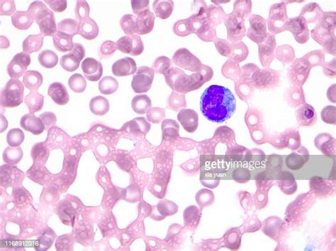 White Blood Cell Histology Photos And Premium High Res Pictures Getty