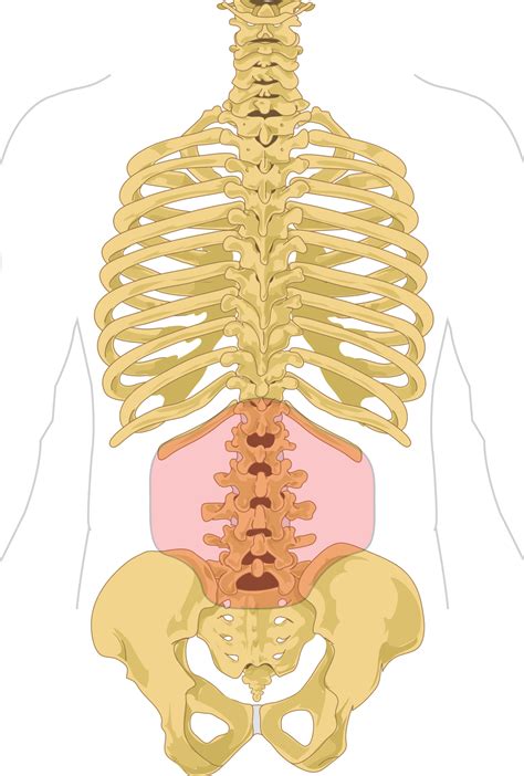 Don't let it be another continental shelf. File:Lumbar region in human skeleton.svg - Wikimedia Commons