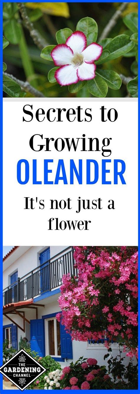 How To Grow The Oleander Plant Nerium Oleander Gardening Channel