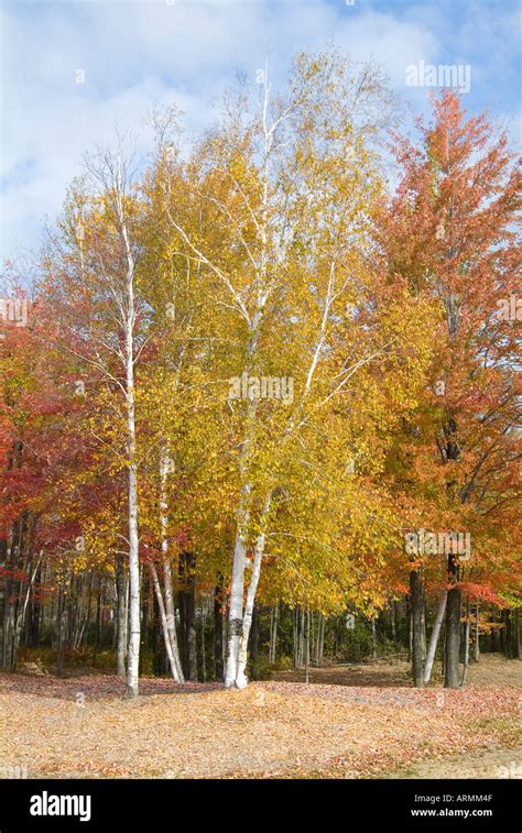 Autumn Fall Colors In Southeastern Michigan Near Port Huron Michigan