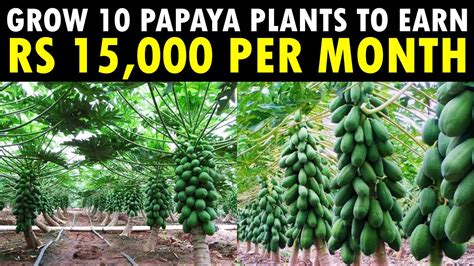 Grow 10 Papaya Plants To Earn Rs 15000 Per Month Papaya Farming