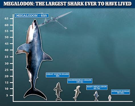 New Estimates Reveal Giant Extinct Sharks Reached Astonishing Lengths