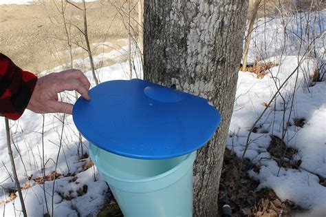 Deluxe Maple Tree Tapping Kit 3 Sap Buckets Lids Etsy