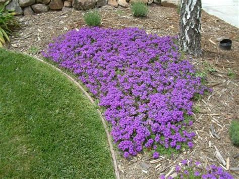 Botanical Name Verbena Peruviana Homestead Purple Common Name